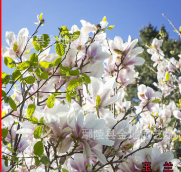 基地直銷白玉蘭樹，白玉蘭樹，花葉豐潤，花色優美，優質樹形