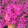 高檔宿根花卉 芝櫻花批發(fā)銷售 耐寒植物芝櫻花 花海