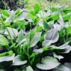 庭院綠化花卉玉簪大量批發(fā) 精品紫花玉簪 花海景觀裝飾花卉