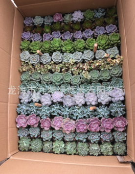 多肉植物 組合12種品種隨機(jī)搭配花卉盆栽拼盤 一箱120棵