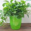 大盆長(zhǎng)藤綠蘿吊蘭垂吊植物盆栽特大號(hào)室內(nèi)大葉綠蘿新房除甲醛植物