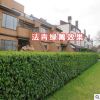 法國(guó)冬青苗庭院植物工程綠化苗木籬笆法國(guó)冬青樹珊瑚樹苗四季常青