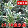 批發(fā)冬青樹苗 冬青小苗 法國(guó)冬青大葉黃楊金邊冬青北海道四季常青