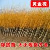 低價(jià)批發(fā)工程綠化苗木 黃金槐苗 黃金槐樹 金枝國(guó)槐樹