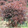 供應(yīng)綠化苗木 紅葉石楠 紅葉石楠球 獨(dú)桿紅葉石楠 規(guī)格齊全
