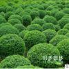 衛(wèi)矛小苗低價(jià)批發(fā) 衛(wèi)矛球 膠東衛(wèi)矛四季常青工程綠化苗木規(guī)格齊全