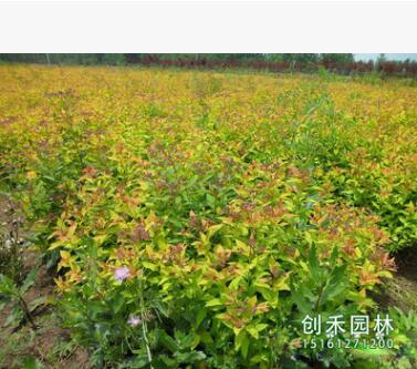 金山繡線(xiàn)菊低價(jià)批發(fā) 工程綠化 金山繡線(xiàn)菊苗規(guī)格齊全繡線(xiàn)菊種子