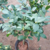 批發(fā)室內(nèi)室外盆栽 茶花花苗 茶花樹苗 6年大苗 盆栽花卉 當(dāng)年開花