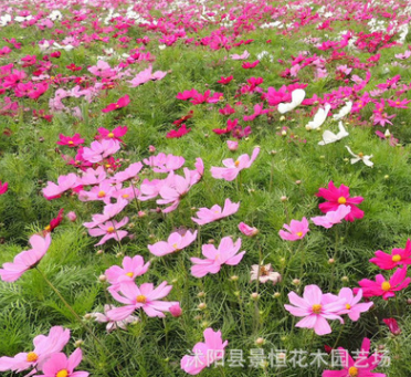 花卉種子批發(fā)野花組合種子園林美化野花組合地被花卉綠植發(fā)芽率高