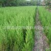 檜柏苗批發園林高速道路常青植物北京檜柏樹苗 工程綠化苗木