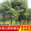 供應全冠樹形飽滿樸樹 樸樹規格齊全 苗木綠化工程全冠樸樹批發