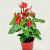 室內(nèi)高檔花卉盆栽紅掌精品盆景 火鶴花白掌苗 粉掌盆栽四季開花