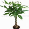 室內(nèi)盆栽辦公室桌面綠植小發(fā)財樹盆栽 凈化空氣辮子發(fā)財樹樹苗