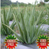 庫(kù)拉索中國(guó)蘆薈苗基地直銷(xiāo)美容綠植盆栽食用美容中華大蘆薈多肉
