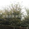 紅櫸樹 又名大葉櫸綠化工程 優(yōu)質的櫸樹苗成交率高基地發(fā)貨