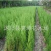 檜柏苗批發(fā) 塔柏 蜀檜小苗 塔柏工程綠化檜柏小苗