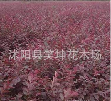 批發優質紅葉小檗苗 紅葉小檗 工程綠化苗 規格齊全量大優惠