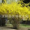 批發(fā)優(yōu)質連翹小苗 黃老虎小苗 工程綠化苗木 規(guī)格齊全