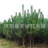 批發(fā)優(yōu)質黑松小苗 綠化樹苗 黑松苗 規(guī)格齊全量大優(yōu)