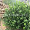 山東供應(yīng)灌木花卉衛(wèi)矛苗衛(wèi)矛球 樹(shù)形美易成活 綠化球類(lèi)常綠衛(wèi)矛球
