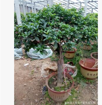 基地批發(fā)金桂苗 四季桂小苗金球桂丹桂四季桂 工程綠化樹苗