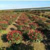 批發(fā)紅葉石楠球基地直銷 紅葉石楠球樹苗 規(guī)格齊全 紅葉石楠
