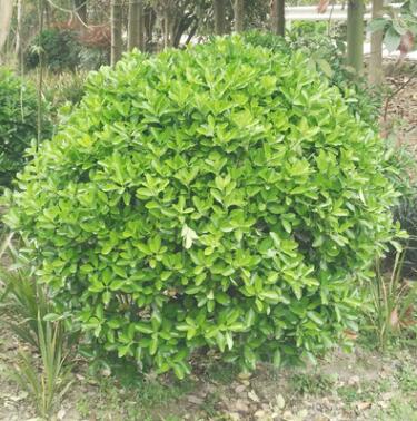 萬(wàn)年青球 大葉黃楊球形 工程綠化 苗木大量批發(fā)
