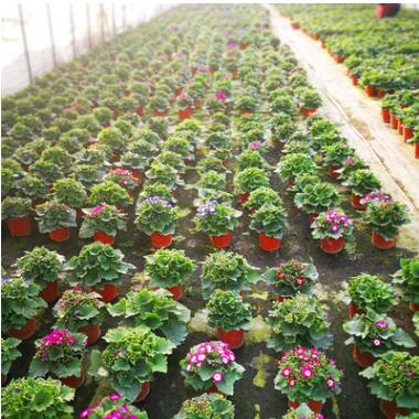大棚基地批發(fā)瓜葉菊 富貴菊 時(shí)令花卉盆栽 工程苗木