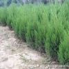 廠家直銷園林工程綠化苗木檜柏樹苗 優質北京檜柏小苗