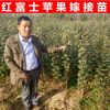 矮化嫁接蘋果苗 短枝蘋果樹苗 煙富10號(hào)蘋果苗 紅富士蘋果苗