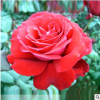 大花月季 大紫光 開(kāi)花漂亮 長(zhǎng)得快 四季開(kāi)花