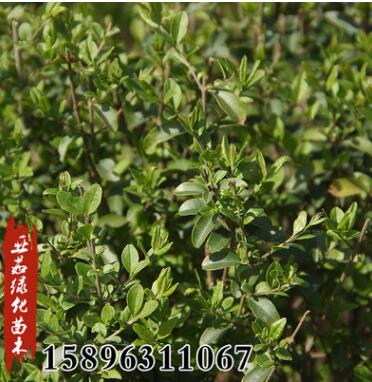 基地批發(fā)綠植青葉女貞苗小葉女貞球園林道路綠化工程優(yōu)質(zhì)苗規(guī)格全