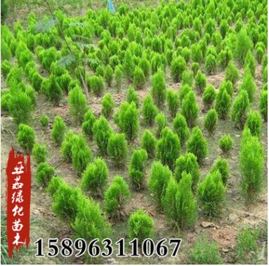 基地批發(fā)灑金柏苗灑金柏球園林道路小區(qū)綠化工程綠植盆栽苗