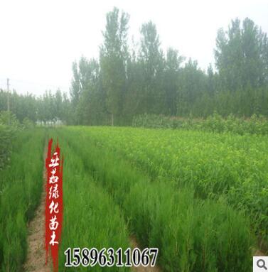 苗圃批發(fā)側(cè)柏苗四季常青園林道路小區(qū)山坡綠化側(cè)柏盆栽苗規(guī)格全