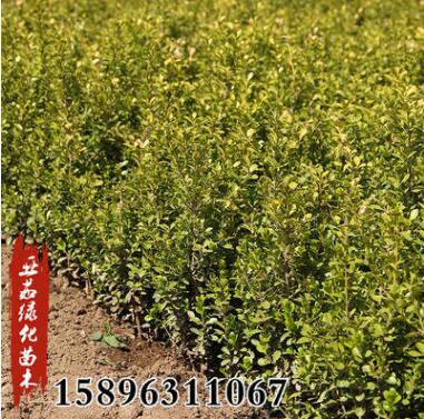 基地批發(fā)瓜子黃楊小苗大葉黃楊球庭院園林道路小區(qū)觀葉綠化工程