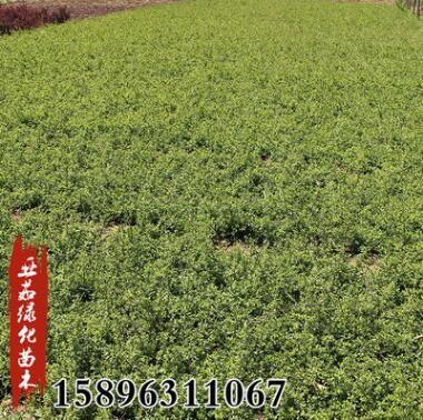 基地批發(fā)迎春苗綠植盆栽迎春小苗庭院園林道路小區(qū)綠化工程苗