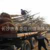 欒樹供應(yīng) 湖南黃山欒樹15-18-20公分骨架全冠 移栽風(fēng)景樹