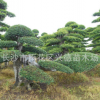 榆樹古樁 15-20-30-50-60cm造型榆樹 精品榆樹盆景 樹形優美