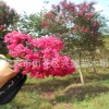 紫薇樹苗 8-10-12公分原生紅花紫薇 叢生百日紅紫薇 綠化苗木