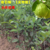 果樹苗 果苗 四季珍珠番石榴 種植當(dāng)年結(jié)果