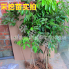 果苗 果樹苗 儲(chǔ)良龍眼苗 石硤龍眼苗 嫁接 正品批發(fā)