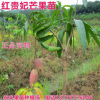 果苗 果樹苗 芒果苗 紅貴妃金煌芒 臺(tái)農(nóng)一號(hào) 正品