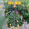 果苗 甜黃皮苗 雞心黃皮苗 正品實(shí)物