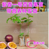 廣西 百香果苗 雞蛋果 紫香一號(hào)百香果苗(西番蓮) 種植當(dāng)年結(jié)果