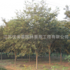櫸樹樹苗批發(fā)工程綠化苗木紅櫸樹苗庭蔭街道防護(hù)樹 櫸樹小苗