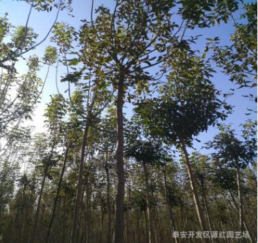 耐寒耐旱復(fù)葉槭樹(shù)苗 造型優(yōu)美根系發(fā)達(dá)復(fù)葉槭樹(shù)苗