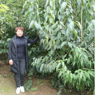 種植基地?zé)豳u適應(yīng)性強杜仲樹苗 藥用價值高杜仲樹苗