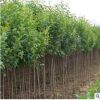 綠化苗木行道樹景觀高桿大葉女貞樹苗金葉女貞小苗小葉樹苗批發(fā)
