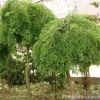 龍抓槐樹苗批發(fā)園林綠化苗木精品造型樹龍爪槐苗 行道觀葉植物