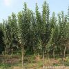 西府海棠樹苗批發(fā)市政園林工程綠化苗木庭院觀賞西府海棠花苗